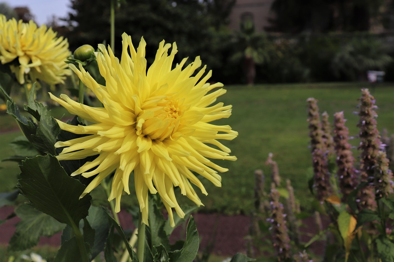 Dahlias Yellow Color Flowers Free photo on Pixabay Pixabay