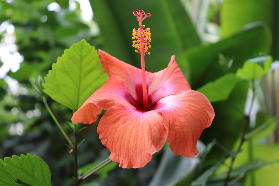 Hibiscus Flowers Flowering Shrubs - Free photo on Pixabay - Pixabay