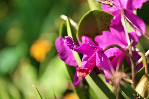 Blomst, Blomst Tapet, Blomstre, Plante