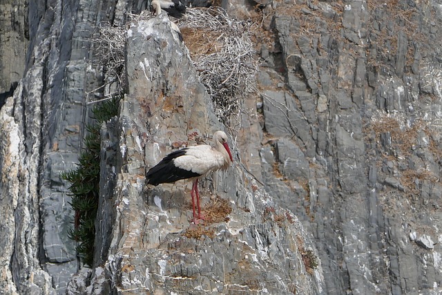 Free Stork Rock photo and picture