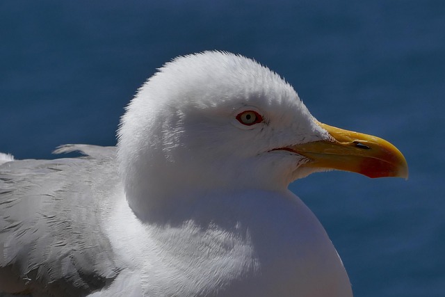 Free Gull Portugal photo and picture