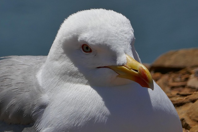 Free Gull Portugal photo and picture