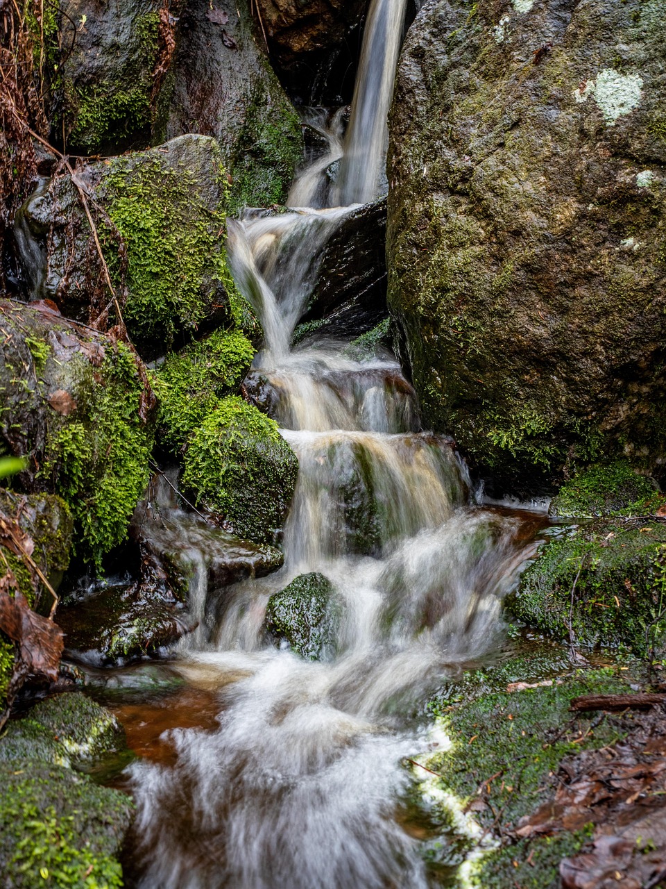 Arroyo Bosque Agua - Foto gratis en Pixabay - Pixabay