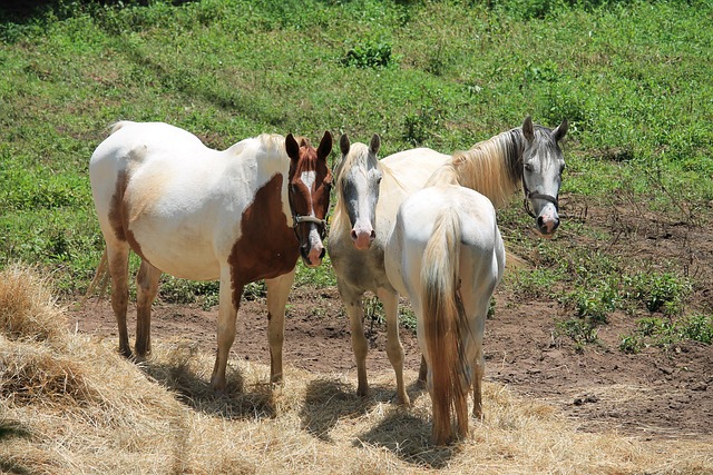 Caballos, Caballo, Yegua, Animales