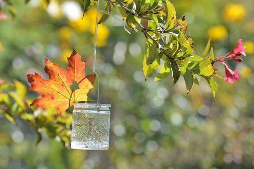 Herbst, Blatt, Bokeh, Natur, Jahreszeit