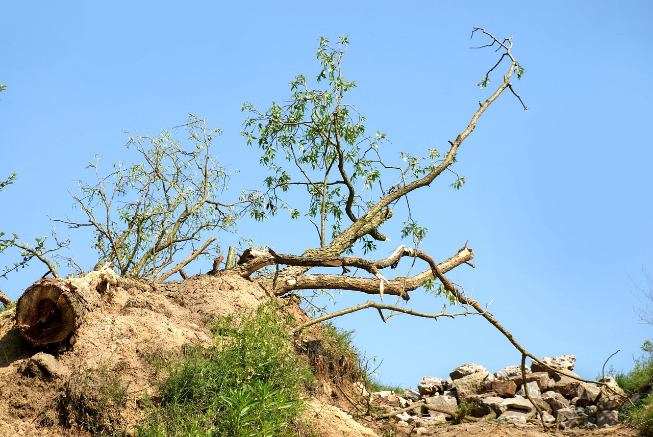 Bough Trees Nature Free photo on Pixabay Pixabay