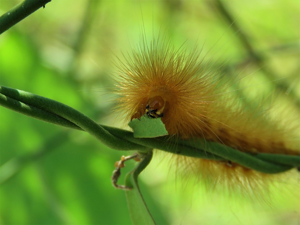 Caterpillar Insect Bug - Free photo on Pixabay - Pixabay