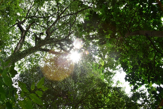 Free Nature Tree photo and picture