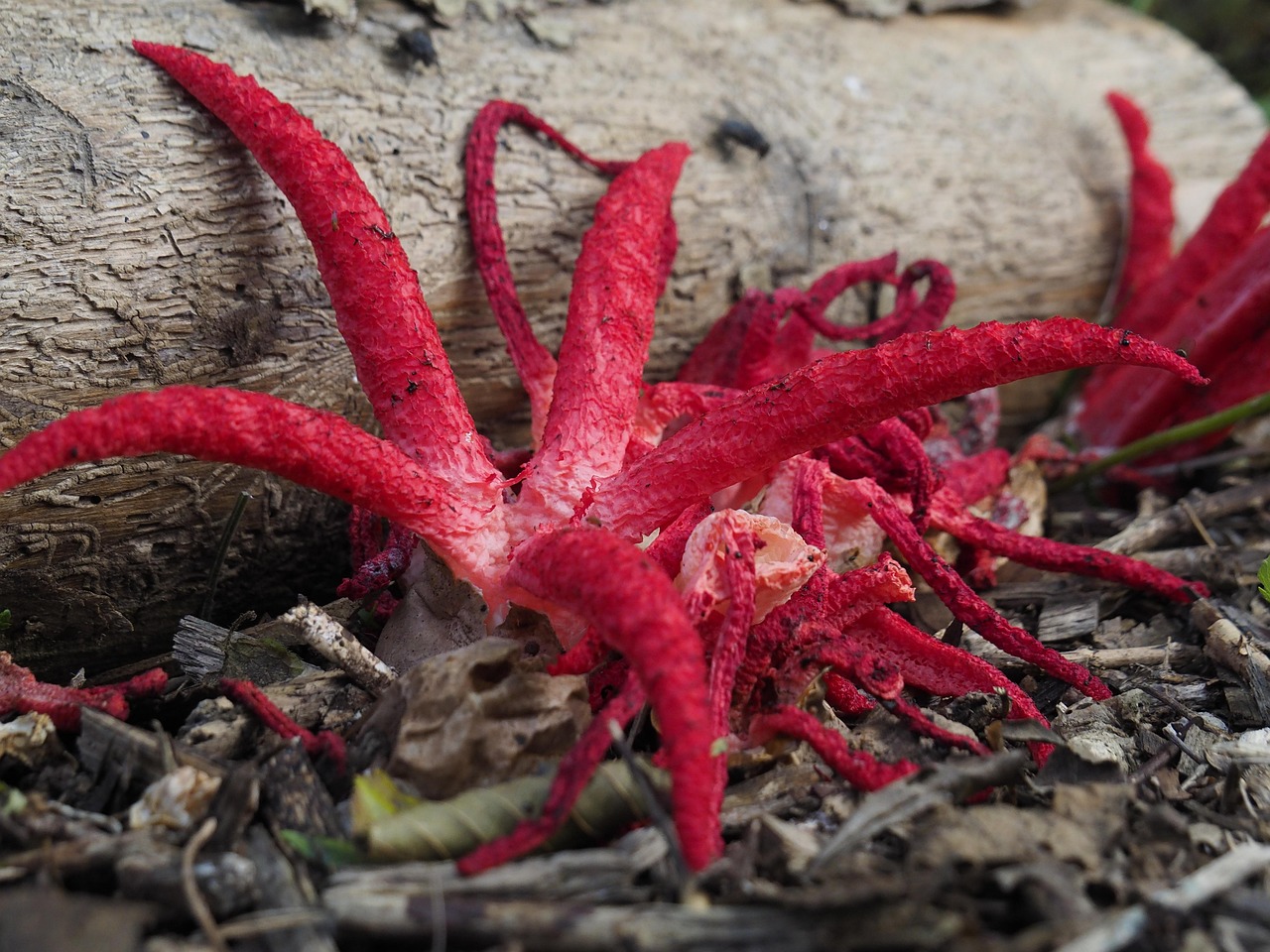 Natur Inktviszwam Rot - Kostenloses Foto auf Pixabay