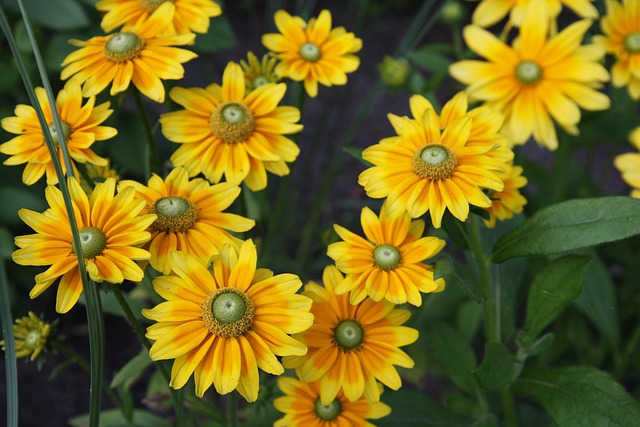 Blomst, Blomstre, Blomst Tapet, Gul