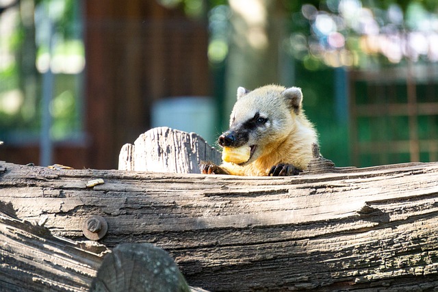 Free Snout Bear Zoo photo and picture