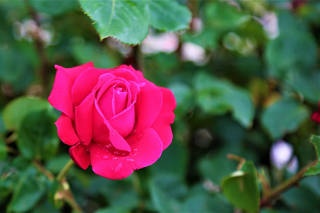 Sprring Roses Rose Spring Nature - Free photo on Pixabay - Pixabay