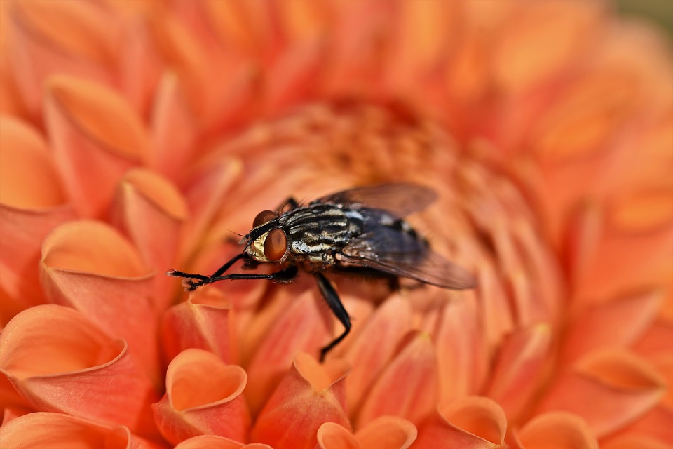 Voler Insecte Aile Yeux - Photo gratuite sur Pixabay