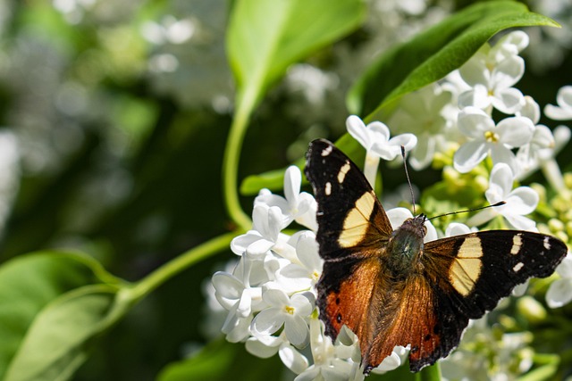 Free Flowers Butterfly photo and picture