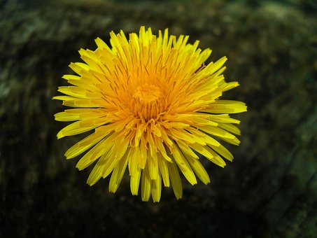 Free Dandelion Dandelion Flower Head photo and picture