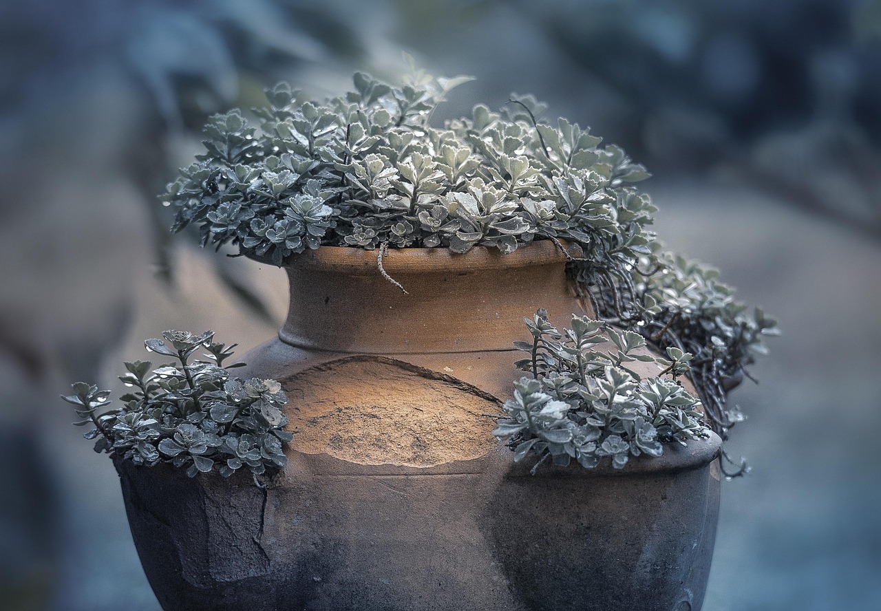 Plant Pot - free online jigsaw puzzle photo