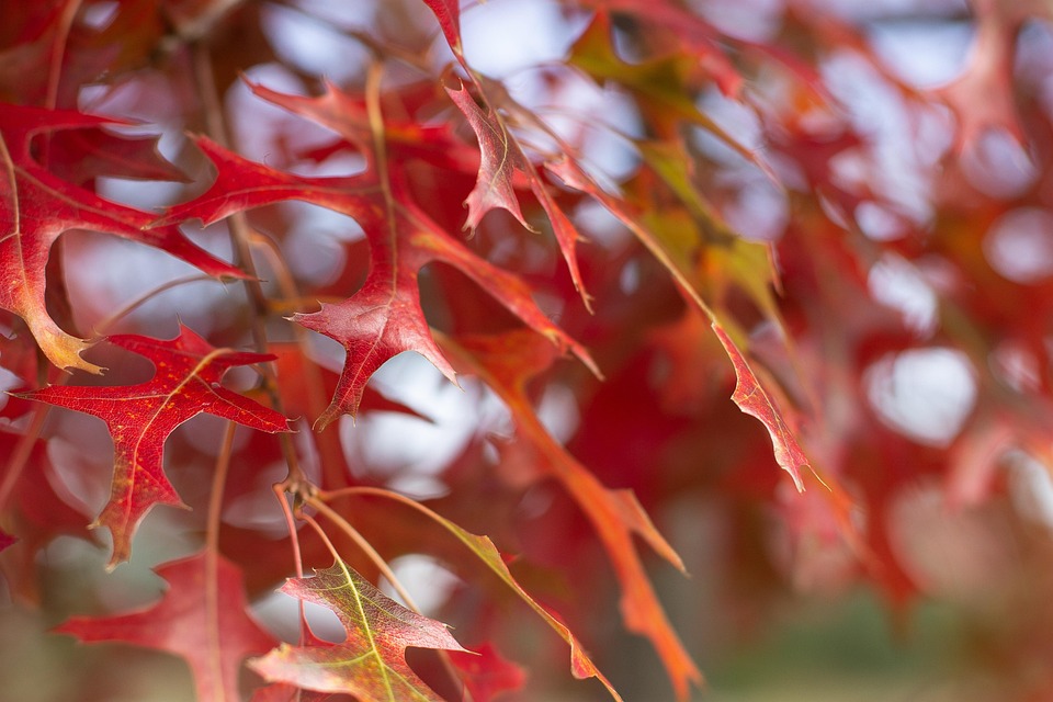 Fall Foliage Autumn - Free photo on Pixabay - Pixabay