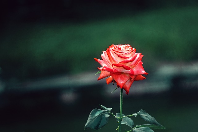 Free Flower Rose Flower photo and picture