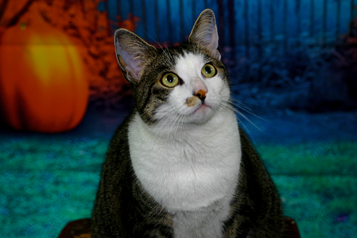 Free Cat Animals photo and picture