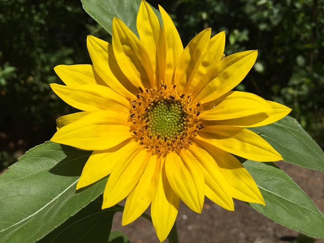 Free Sunflower Flower photo and picture