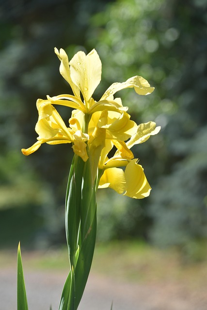 Free Flower Flower Wallpaper photo and picture