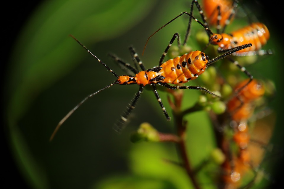 Insect Nature Plague - Free photo on Pixabay