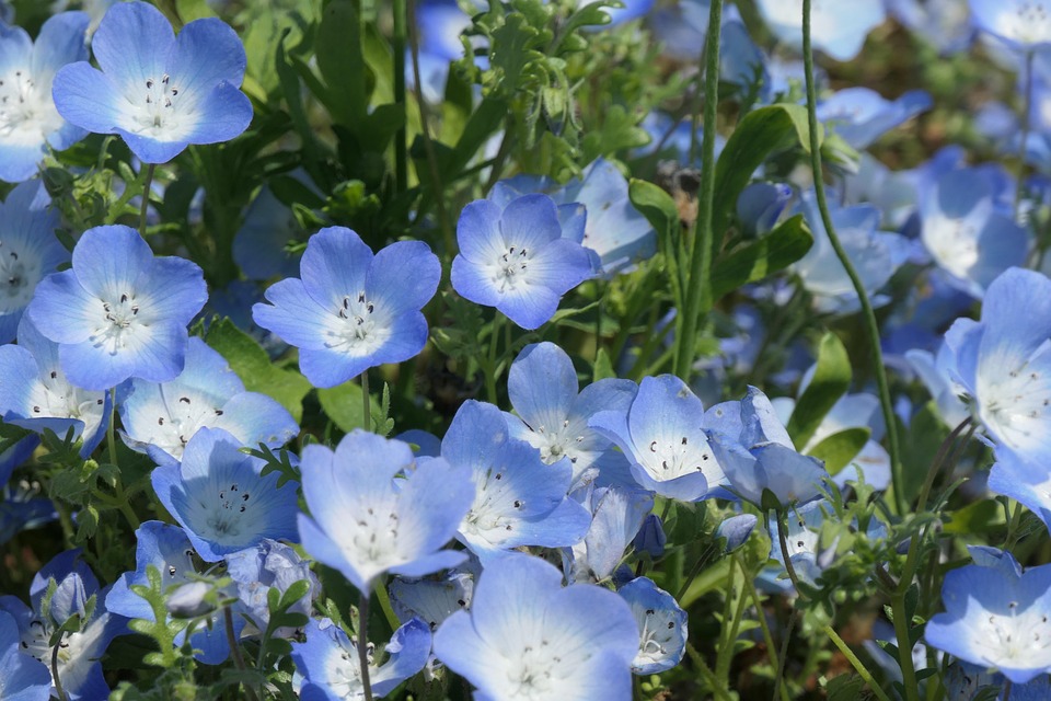 Nemophila Spring Flowers - Free photo on Pixabay