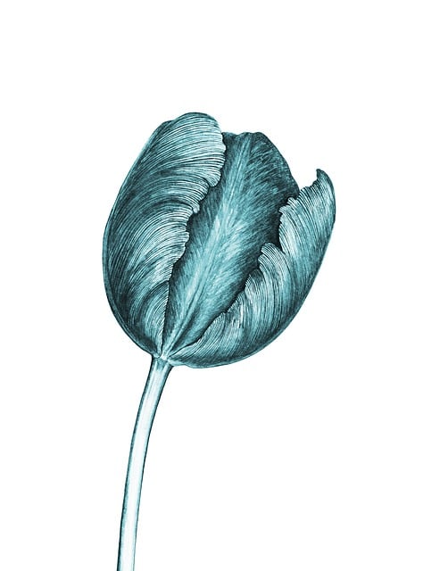 Blå, Tulipan, Blomst, Blomstre, Have