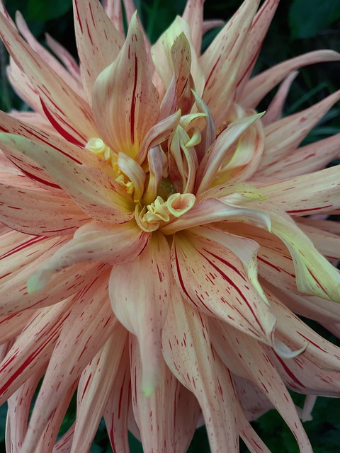 Free Flower Dahlia photo and picture