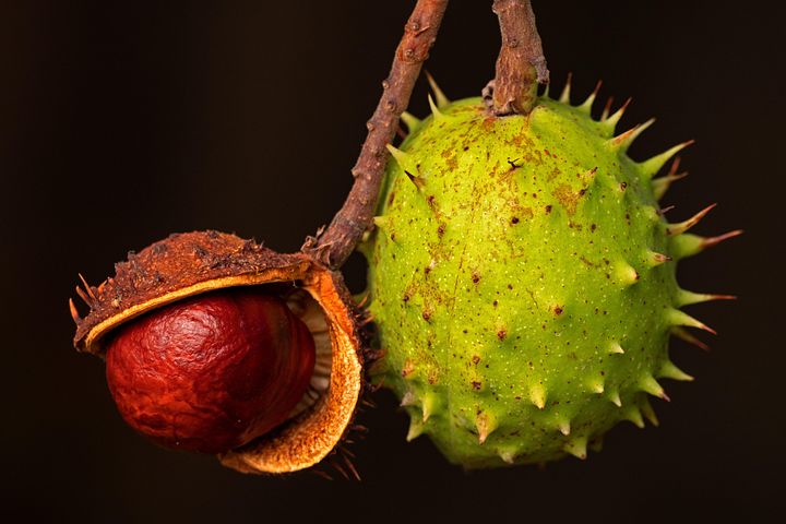 2,000+ Free Chestnut & Fall Photos - Pixabay