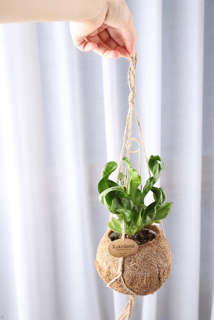 Free Cobra Plants Coconut Phone photo and picture