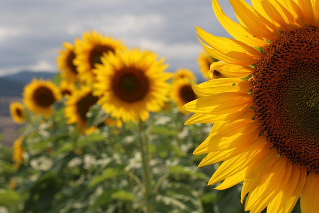 Free Sunflower Flower photo and picture