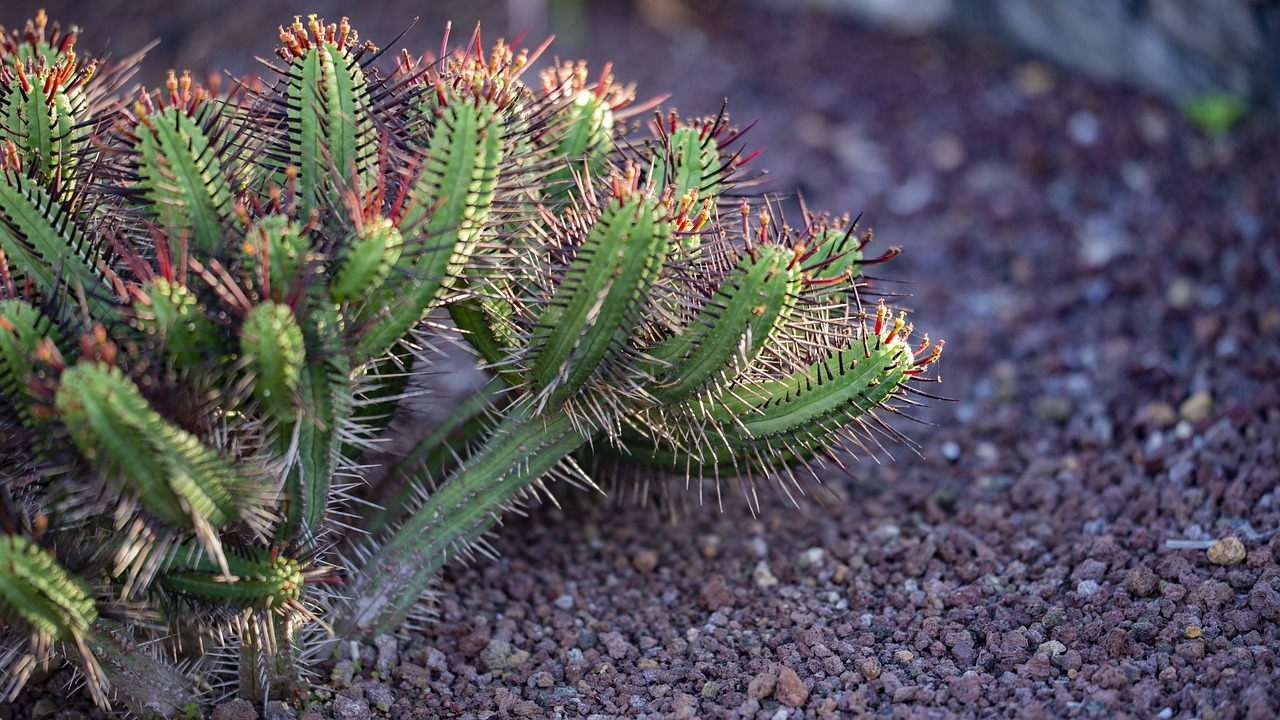 La Palma Cactus Espaa Islas - Foto gratis en Pixabay