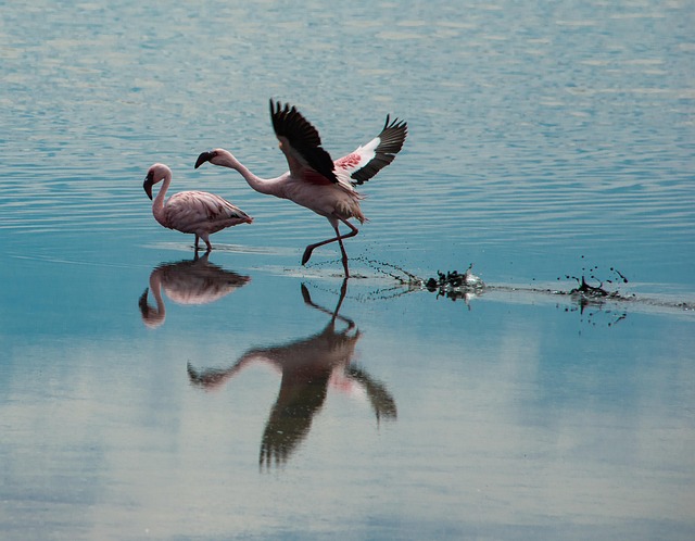 Free Flamingo Begin photo and picture