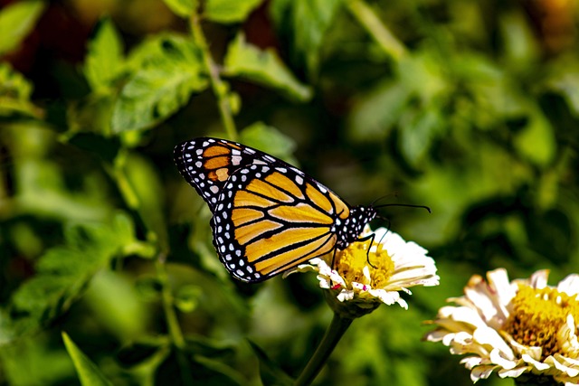 Free Butterfly Flower Background photo and picture