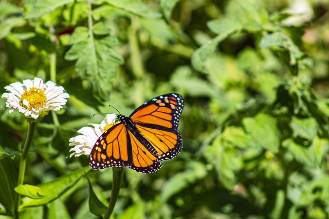 Free Butterfly Garden photo and picture