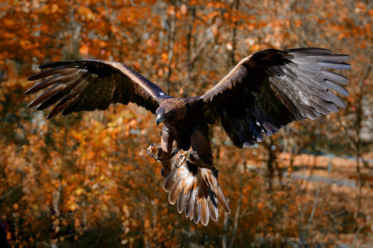 https://cdn.pixabay.com/photo/2019/09/08/15/35/adler-4461282_1280.jpg