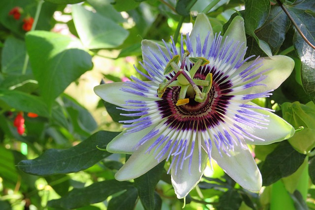 Free Passion Flower Buga photo and picture
