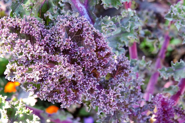 Free Cabbage Purple photo and picture