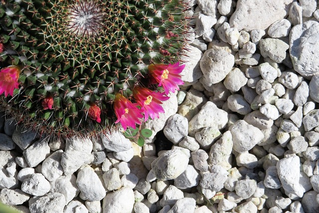 Free Cacti Sting photo and picture