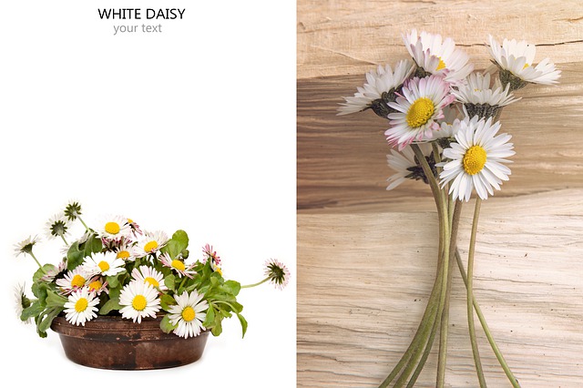 Download free HD stock image of Spring Flower Free spring flower floral illustration