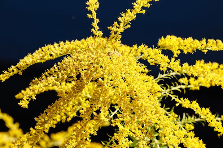 200+ kostnadsfria bilder med Gullris och Natur - Pixabay