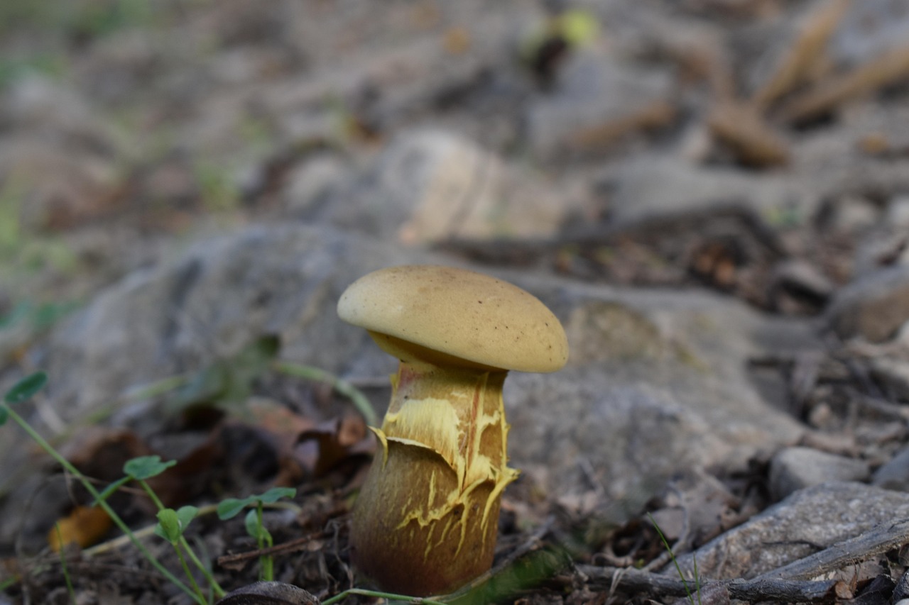 Pilz Im Boden Bekampfen