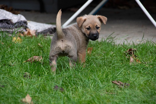 Free Puppy However photo and picture