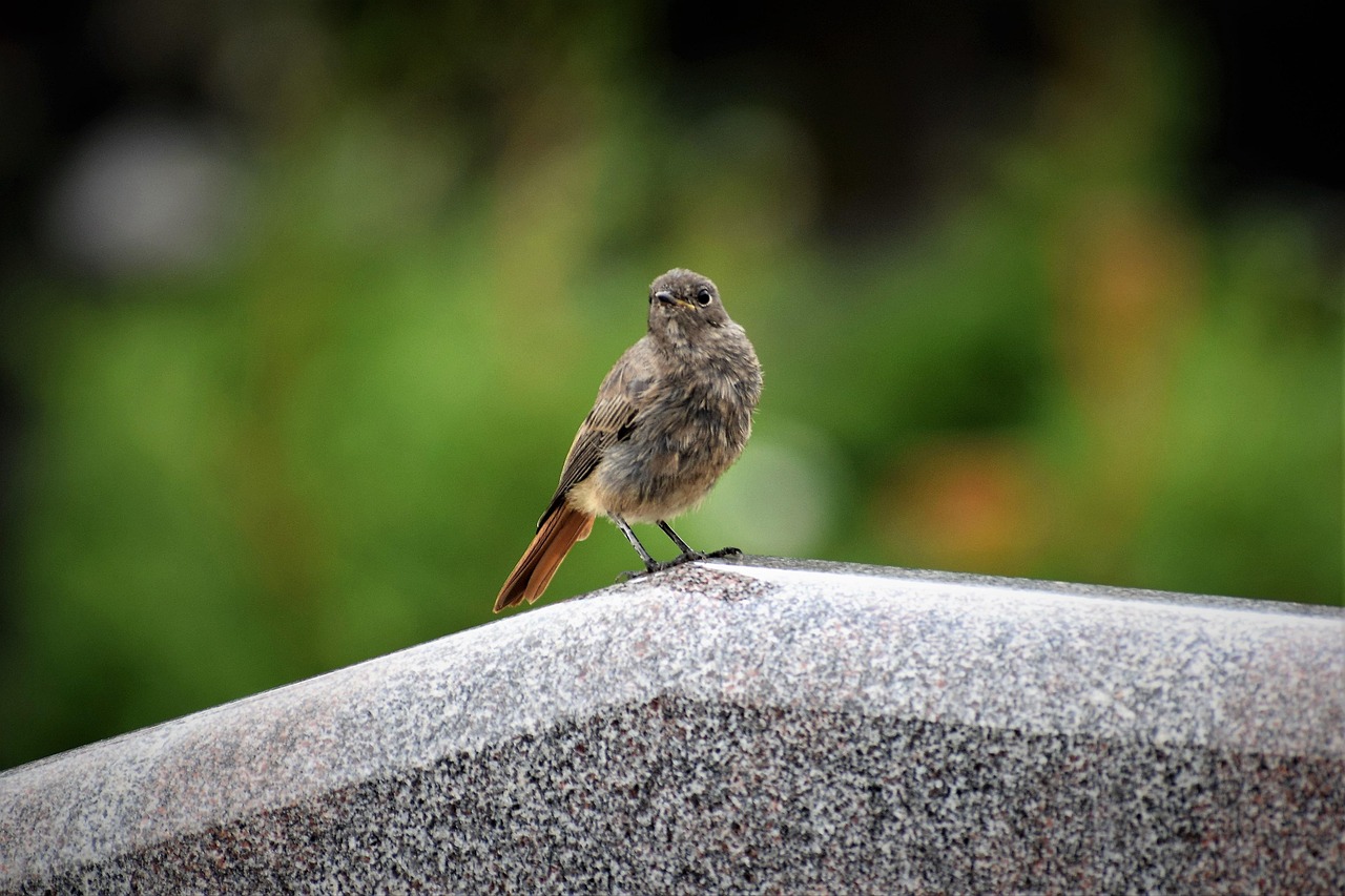 Download free HD stock image of Redstart Bird On Gravestone Grey Marble Free Redstart Bird On Gravestone Grey Marble photo and picture