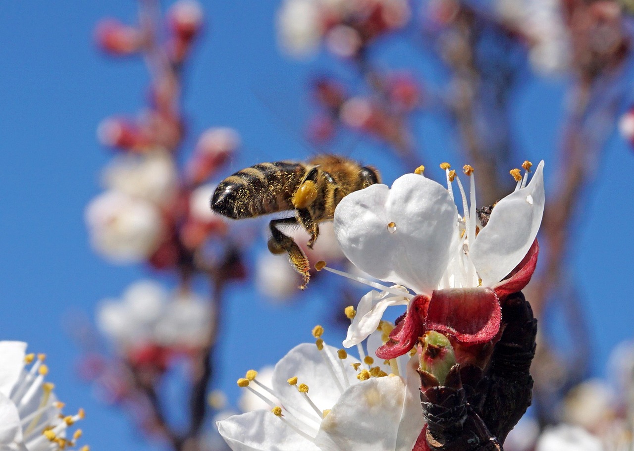 Nature Insect Bloom - Free photo on Pixabay - Pixabay