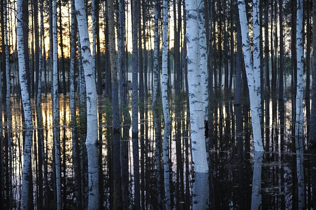 Birke, Vand, Sø, Oversvømmelse, Skov
