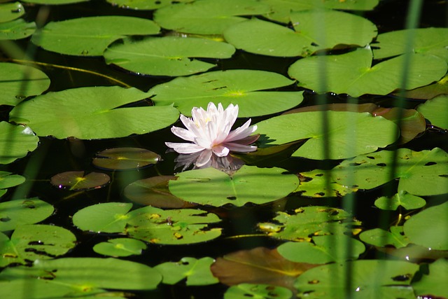 Free Nature Pond photo and picture