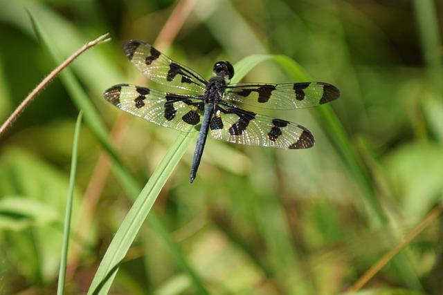 Free Nature Dragonfly photo and picture