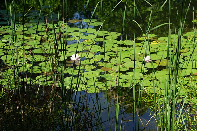 Free Nature Beautiful Flowers photo and picture